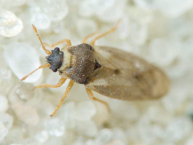 Piesma capitatum (Wolff, 1804)
